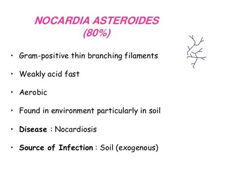 Actinomyces And Nocardia