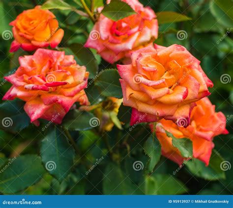 Beautiful Light Red Rose Flower Stock Image Image Of Background