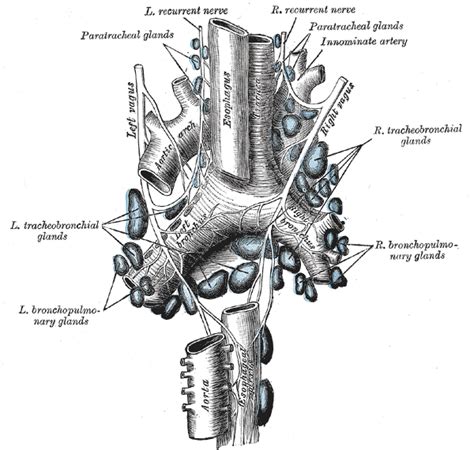 Vertebrate Trachea Wikidoc