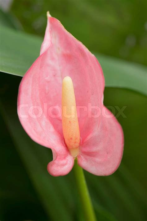 Pink Flamingo Flower Stock Image Colourbox