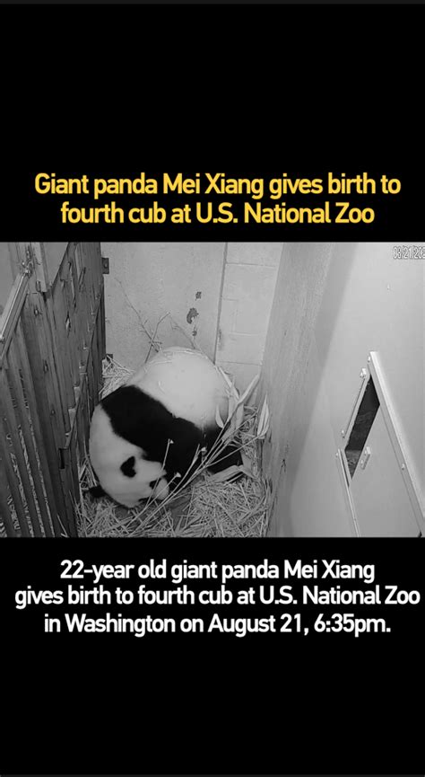 Giant Panda Mei Xiang Gives Birth To Fourth Cub At Us National Zoo Cgtn