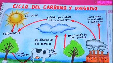 Ciclo Del Carbono Y El Oxigeno Dibujoycolor Youtube