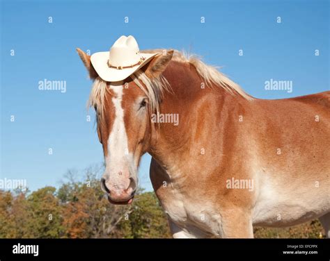 Horse Wearing Hat Funny Stock Photos & Horse Wearing Hat ...