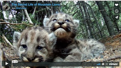 Nrm 12 Blog The Secret Life Of Mountain Lions