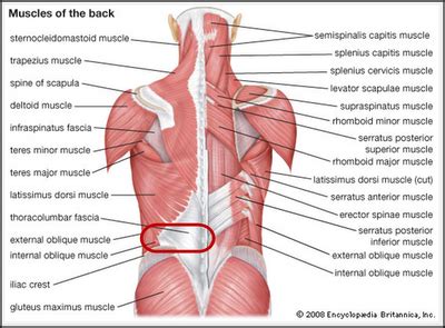 The internal oblique muscle or the transverse abdominal muscle? lower back muscles - Google-søgning | Muscle diagram ...