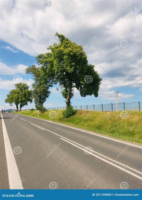 Beautiful Trees In Roadside Stock Photo Image Of Trees Reflection