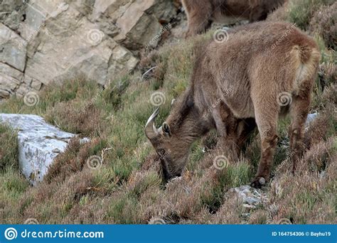 Potography Of Young Female Siberian Ibex In Himalayas Stock Photo