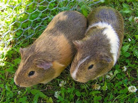 A Beginners Guide To Caring For Guinea Pigs As Pets