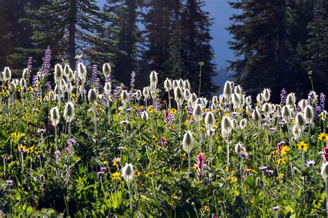 Wildflowers At Mount Rainier National Park
