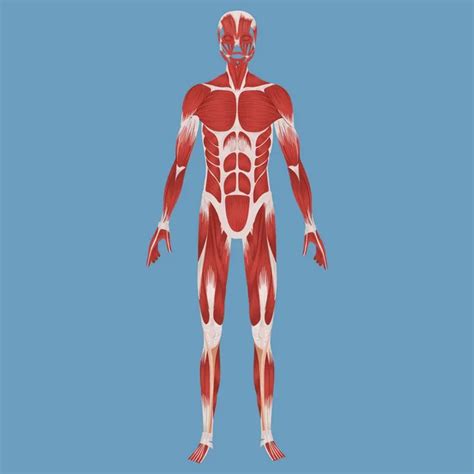 Muscular System Images Search Images On Everypixel