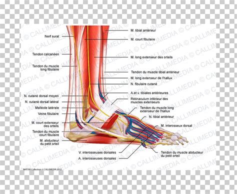 Foot Muscle Peroneus Longus Anatomy Nerve Png Clipart Anatomy Angle