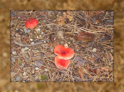 Arkansas Mushrooms Explore Annieas Photos On Flickr