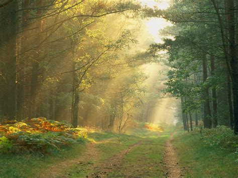 Beautiful Nature Pictures Sun Rays In German Forest