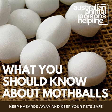 What You Should Know About Mothballs Animal Poisons Helpline