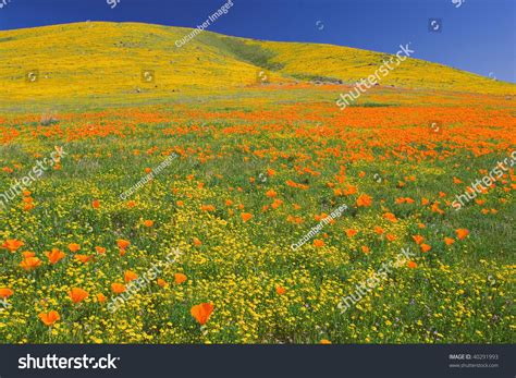Maybe you would like to learn more about one of these? Poppies Full Bloom Antelope Valley California Stock Photo ...
