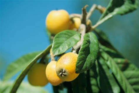 13 Incredible Health Benefits Of Loquat Fruit For Skin And