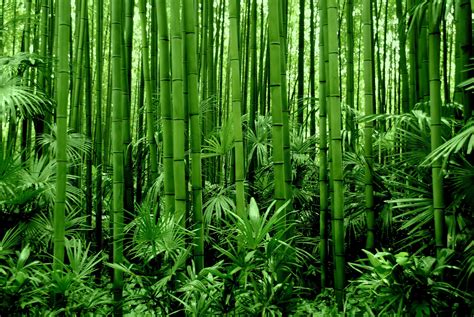 Bambuswald Als Fotoprodukt Bestellen Atelier2fde