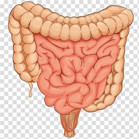 Large Intestine Image Anatomy