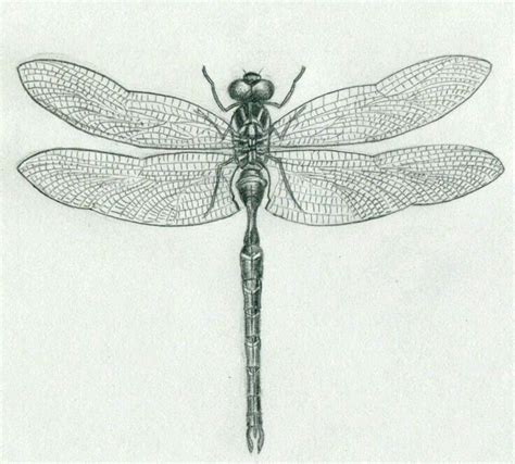 Libélula Dragonfly Drawing Dragonfly Wings Dragonfly Tattoo