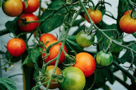 When To Plant Tomatoes In Ne Florida Edible Northeast Florida