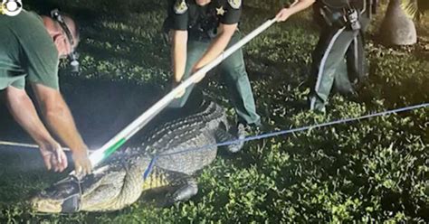 11 Foot Alligator Roars As Its Removed From Under Vehicle In Florida