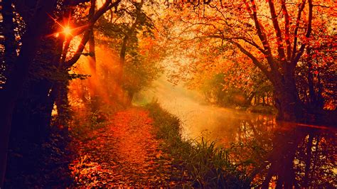 Sun Setting In Autumn Forest 4k Ultra Hd Wallpaper Background Image