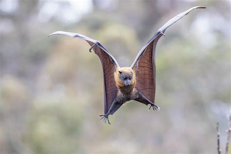 Grey Headed Flying Fox Landing On A Branch Victoria Australia