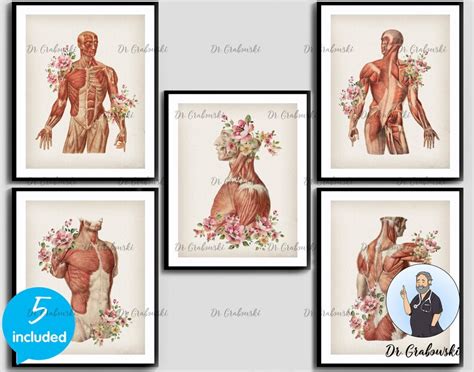 5 Anatomical Torso Vintage Prints Muscular System Anatomy Art Etsy
