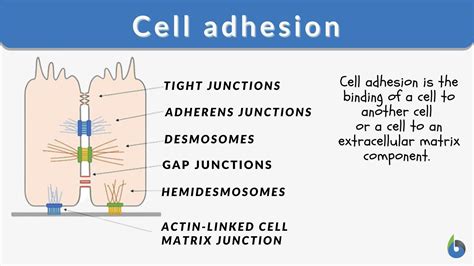 Cell Adhesion Definition And Examples Biology Online Dictionary