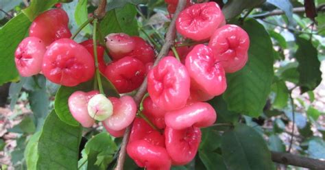 Fruit Trees Home Gardening Apple Cherry Pear Plum Cherry Fruit Tree In The Philippines