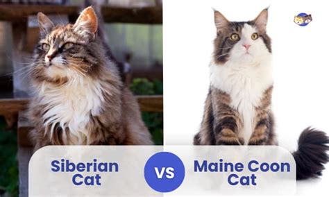 Siberian Cat Vs Maine Coon Similarities And Differences
