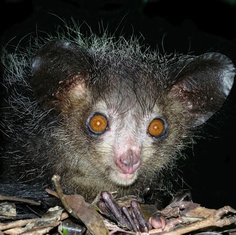 Fileaye Aye At Night In The Wild In Madagascar Wikimedia Commons
