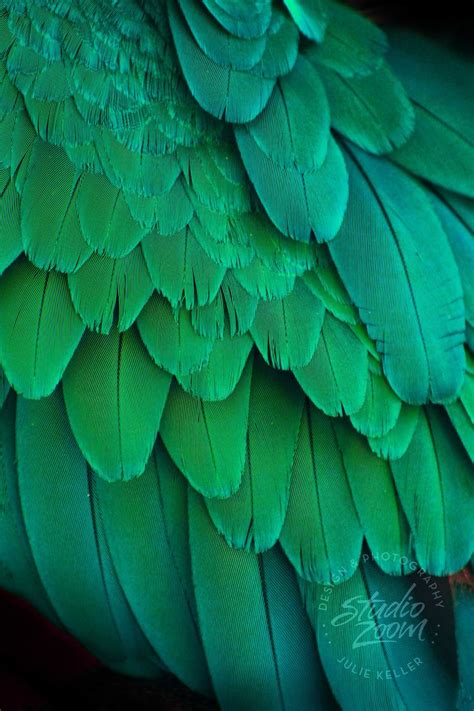 Green Macaw Parrot Feathers Photography Print Exotic Wildlife And Bird