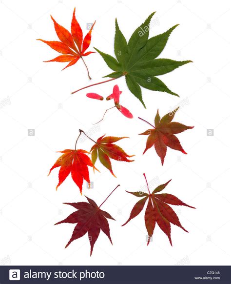 Find images of japanese maple leaves. Japanese maple leaves leaf Acer palmatum fall autumn ...