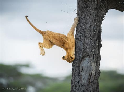 Comedy Wildlife Photography Awards 2022 The Funny Winning Images