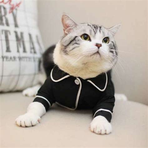 Soft Pet Cat Clothes Cotton Kitten Outfit Winter Clothing For Etsy