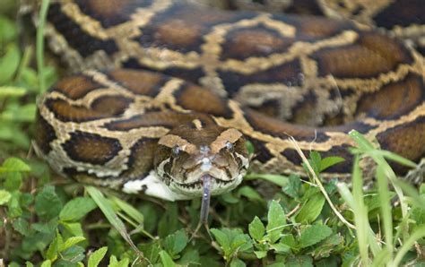 Floridas Wildlife Continues To Suffer As The Burmese Python Tightens