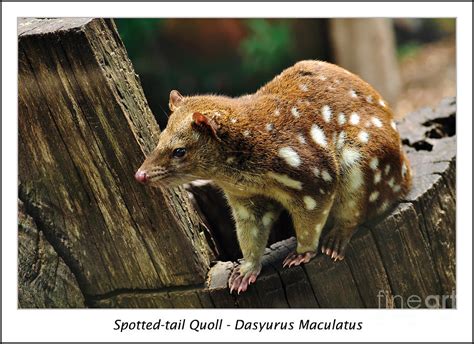 Spotted Tail Quoll 2 Photograph By Kaye Menner