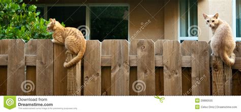 Cats On The Fence Stock Image Image Of Themes People 29880555