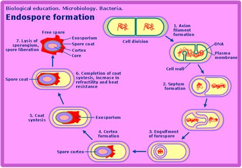 Endospore Forming Bacteria
