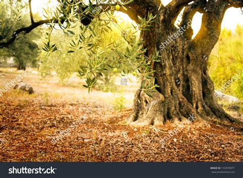 83712 Olive Tree Landscape Images Stock Photos And Vectors Shutterstock