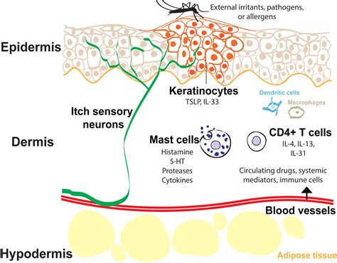 Peripheral And Central Mechanisms Of Itch Neuron
