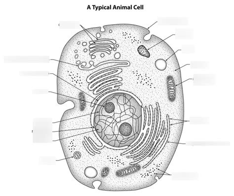 Science 6 Animal Cell Diagram Quizlet