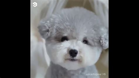 ♥cute Puppies Doing Funny Things 2020♥ Cutest Dogs 1 Youtube