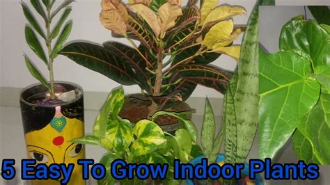 5 Easy To Grow And Hardy Indoor Plants Youtube