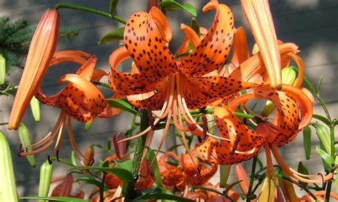 tiger lily how to grow and care for lilium lancifolium epic gardening