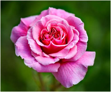 Rosa Rose Foto And Bild Flower Natur Blumen Bilder Auf Fotocommunity