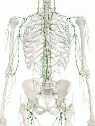 Apparato Circolatorio Linfatico