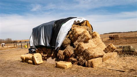 Horse Bedding Straw The Horses Advocate