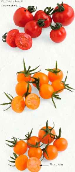 As you can see in the photos, it produces lots of yellow cherry tomatoes. Sungold - Growing Tomatos - Florence Grovida Gardening